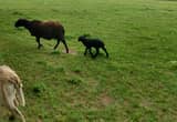 Ewe with Ramb Lamb