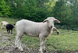 3 month old Kathadin/ Dorper lamb ram.