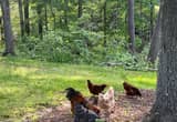 Two Rhode Island hens. 1.5 years old.