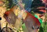 two x-large angel fish