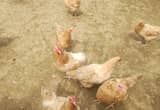 10 hens and 1rooster prue buff Orpington