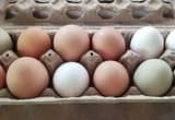 Fresh filled egg cartons