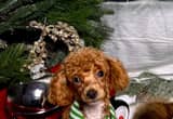 5.5lb Toy Poodle full grown