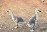 African Goslings (Geese)