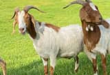 Boer Kiko Weather goats