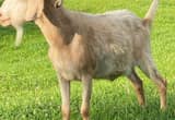 Boer Kiko Weather Goat