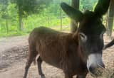 mannoth jenny donkey