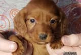 Irish Setter puppies due to be born June