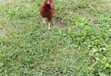 rhod island red hens
