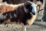 Jacob Sheep Ram - McCoy! ❤️