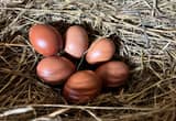 Black Copper Marans hatching eggs