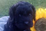 Male Cockapoo Available