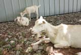 goats for sale
