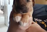 Boxer Mix Male Puppy#4