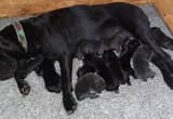 2 STUNNING Litters of Cane Corso Puppies