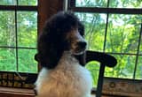 2 Male CKC Standard Poodle Puppies BFF' s