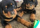 Clever Rottweiler Puppies