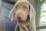 Sweet Weimaraners available