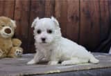 Pure Maltese Puppies Available
