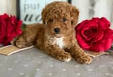 Adorable Toy Poodle Puppies For Sale