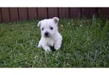 Cute West Highland White Terrier Pups