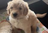 Awesome Goldendoodle Puppies