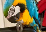 Humble Blue & Gold Macaw