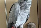 Friendly Male African Grey Parrot