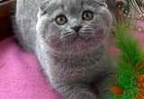 Clean Scottish Fold Kittens Available