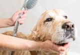 Dog Grooming and Care