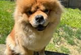 AKC Red Female Chow - Full Registration