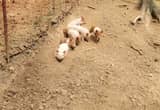 feeder pigs for sale
