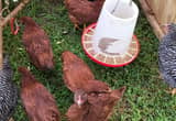 Road Island Red & Barred Rock Pullets
