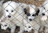 Great Pyrenees Puppies Full Blooded