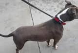 free intact male xl bully