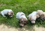 AKC Miniature Dachshund Puppies