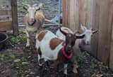 Nanny Goats & Whether