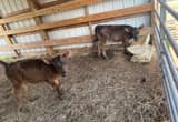 2 Angus cross heifer calves