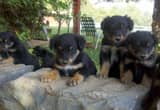 registered English Shepherd pups