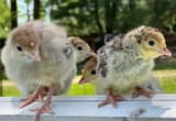 Turkey Poults / Chicks
🦃🦃🦃🦃🦃🦃