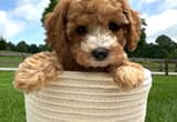 TOY POODLE female 10lbs grown CKC papers