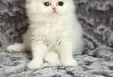 Persian kitten (Odd eye)