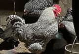 Barred Rock Rooster