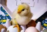 Chicks - Rainbow Egg Laying Assortment