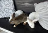 New zealand bunnies