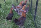 Copper Maran Roosters