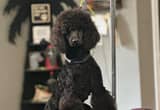 Standard Poodle Ready NOW