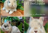 bunny rabbits pedigree