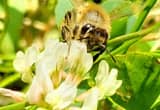 Honey Bees for Sale - 5-frame Nucs $250