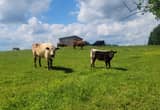 British Park Cow and Hydpark heifer calf